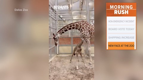 Dallas Zoo introduces its newest giraffe calf