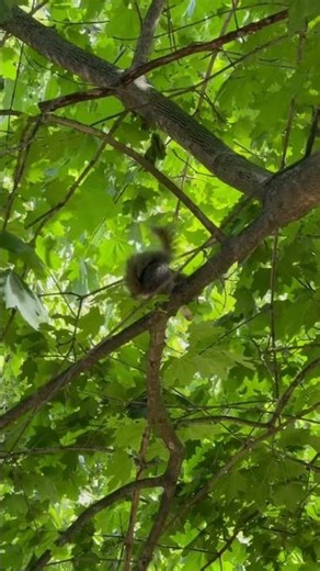 A squirrel sounding the alarm | Nature Everyday #naturesounds #squirrel #squirrelwatching