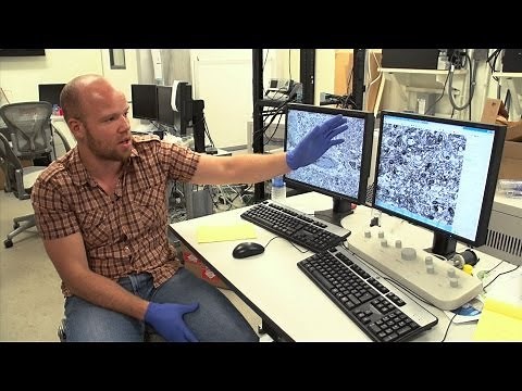 Mapping the circuitry of a fish's brain