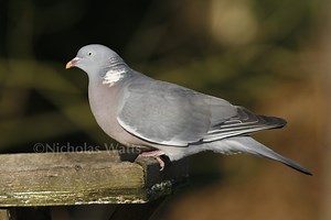 Wood pigeon