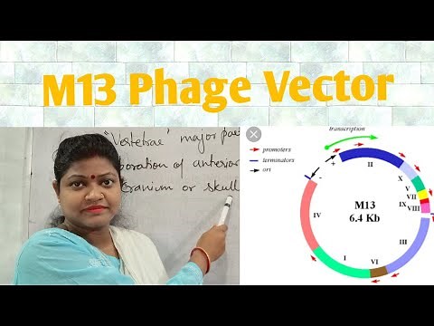 M 13 Phage Vector single stranded DNA vector for BSc /MSc/ NEET /PGT/and other higher exam