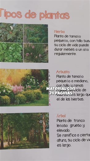 LAS PLANTAS Te compartiré "La flor" que es una de las partes de este material. Sigue los pasos: -🌺Comparte -🌻Comenta -🌷Escríbeme un MD Unidad didáctica sobre las plantas Este material ayuda a los estudiantes a conocer las partes de las plantas, sus funciones y su importancia en el ecosistema. Ilustraciones de tipos de plantas: hierbas, arbustos, árboles. Esquemas de fotosíntesis y respiración. Infografía del ciclo de vida: germinación, crecimiento, reproducción y muerte. Explicaciones de repr