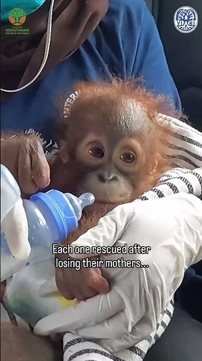 Orphaned Orangutans in Desperate Need of Help