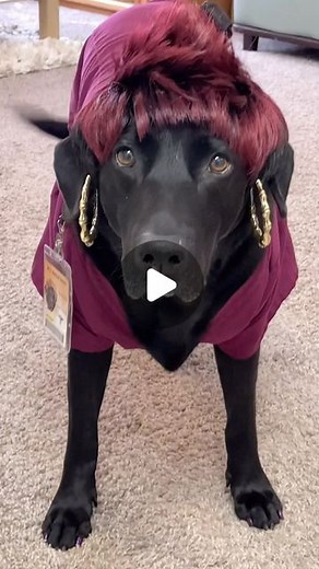 Sunny Girl ✨ on Instagram: "Ms Sundae working patient transport 🦽she getting people where they need to be! 😤"