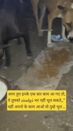 Street dogs feeding daily routine #dog #dogs #dogsofyoutube #streetdog