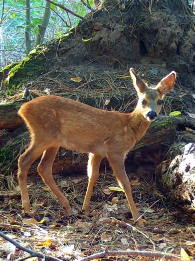 You might forget about the world for a moment, watching peaceful footage from the forest 🌳🌲🐾 #nature #wildlife #animals #forest #fawn