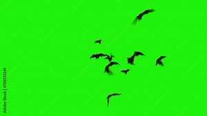 Realistic Bats Flying Toward Viewer Green Screen 4K Loop features bats flying erratically appearing out of the air against a green screen in a loop.