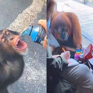 Amazing smart monkey, funny monkey moments Join our group : Animal World. Thank you so much !