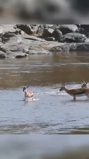 #Crocodile #impala #wildanimals | SbdmLove Mony 76262