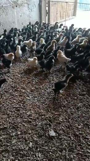 +998912841215 Toshkentdkiy qora qizil rangli joʻjalar sotiladi 17000 Fargʻona Quva