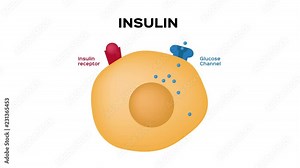 Insulin unlocks the cell's glucose channel animation graphic