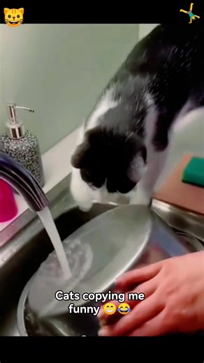 143K views · 4.5K reactions | Funny Cats Imitating People ‍♂️ cats funny reels . #catsOftiktok #funnycats #Imitatinngcats #CatComedy #CatTok #catsfunnyvideo | ArtificialCats | Facebook