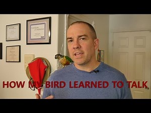 How I Taught My Green Cheek Conure to Talk