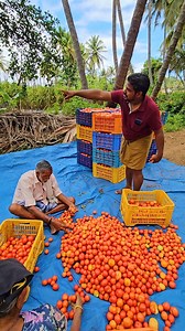 155K views · 2.7K reactions | Tomato grading 17/10/25 | Variety farmer | Facebook