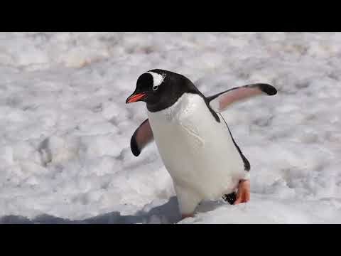 Penguins at Cuverville Island in Antarctica