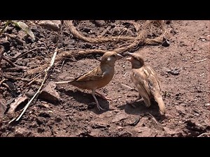 Birds Mom Feeding her Baby