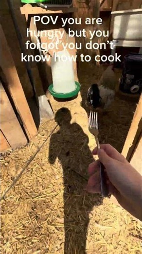 No chickeys were hurt #chicken #lavachicken