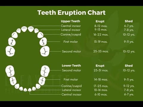 Primary dentition Teeth and time of eruption; Teeth Eruption timeline chart