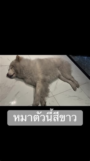 ขาวดุจเมฆ(ครึ้ม) ขาวดุจ(เม็ด)สำลี ขาวดุจกะละมัง แฮร่ กาลาแม #คลิปล้านวิว #หมาไซบีเรียน #ผิวขาว