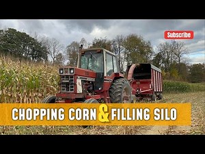 Chopping Corn with IH 1486