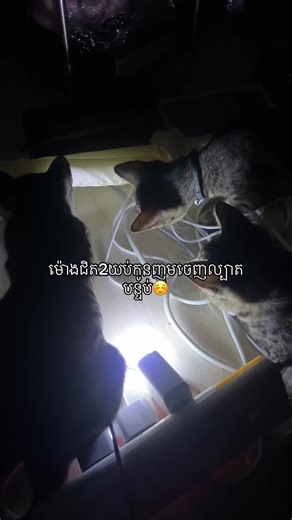 វីដេអូ​របស់ Teplew-Tegoat-Teger (@teplewtegoatteger) ជាមួយ understand - gabut woi