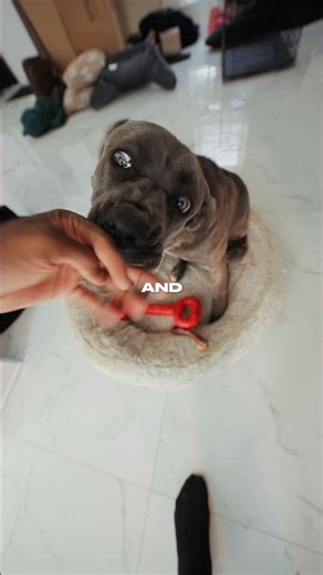 Cane Corso Health Problems..