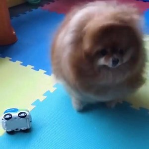 26K views · 826 reactions | Hair challenge  @cece.pomeranian | Pomeranians | Facebook