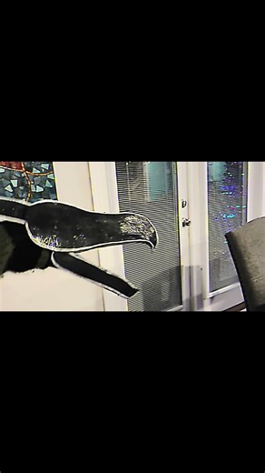 Ranboo!!! #puppetdragons #paperdragon #shorts #edit