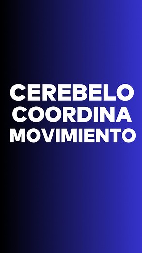 7K views · 1.1K reactions | El cerebelo: el coordinador silencioso...