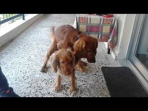Ζευγαρωμα cocker spaniel πατρα