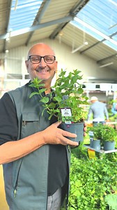 Faites pousser vos aromates ! Basilic, thym, persil, menthe, ciboulette… 🌿 En été, rien de meilleur que des herbes fraîches à portée de main pour relever n’importe lequel de vos plats. En pot sur le balcon, en jardinière sur le rebord d’une fenêtre ou en pleine terre au jardin, les aromatiques trouvent facilement leur place. Et avec quelques conseils bien choisis, vous les verrez pousser tout l’été ! ☀️ Avec tout ça, vous pourrez sublimer les bons produits de nos producteurs locaux 😋 Un filet 