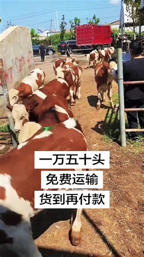 Modern Cattle Farming Techniques at a Large-Scale Farm2. Practical Cattle Farming Skills for Rural