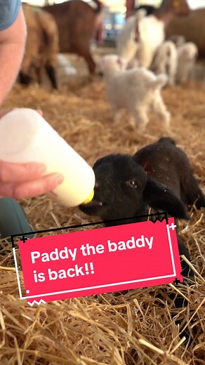 Paddy & Poppet's Weekend Update: Mischief and Milking!