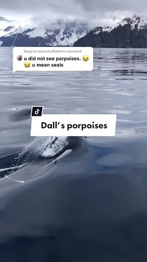 Reply to @tristanmuffoletto We also saw seals! #porpoise #alaska #alaskatiktok #travelalaska #alaskalife #nationalpark #adventuretravel