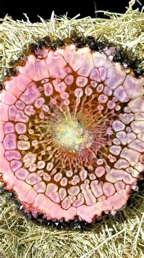 Hit link for full tutorial 🤩