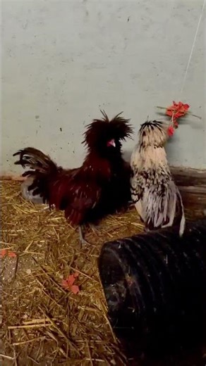 Bensday: The Great Crowing Debate