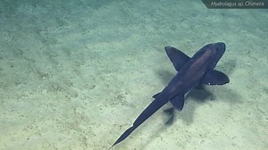 88K views · 1.2K reactions | Wait to see the reflective eyes!...