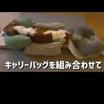 【老犬寝たきり】立てない愛犬に介護クッション自作！ニトリ素材で体勢キープ＆床ずれ防止工夫🐶奇跡のお座り