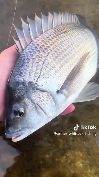 Trout and Bream Fishing Adventures in Australia