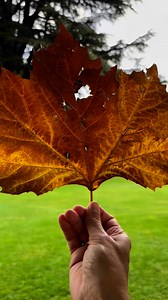 2.9K views · 245 reactions | Os plátanos são árvores do gênero Platanus, da família Platanaceae, as quais são nativas da Eurásia e da América do Norte. Pode atingir entre 40 e 50 metros de altura #platano #arvore #arvoreplatano #natureza #arborizacaourbana | Pássaros, insetos, árvores, e flores | Facebook