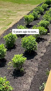 2.6K views · 62K reactions | Our dream hydrangea hedge It took us...