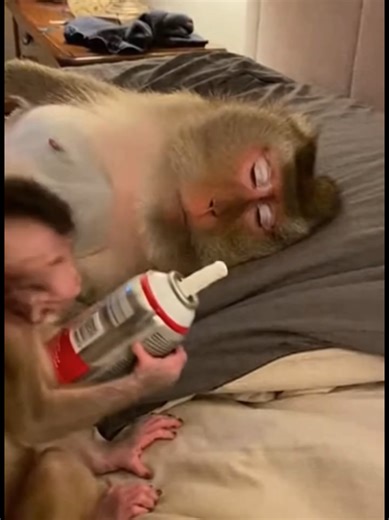 Baby Monkey Prank 😂😂 #babymonkey #monkey #funny #prank #pyf | baby monkey