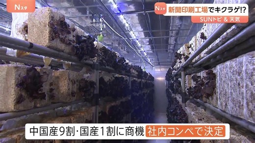 キクラゲを栽培しているのは･･･新聞の印刷工場？ 背景に印刷部数の減少　社内コンペで決定【SUNトピ】 | TBS NEWS DIG