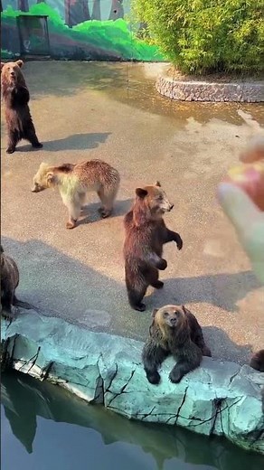 Bears Dancing: A Hilarious Display of Joy and Wonder!