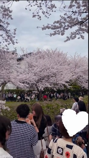 Spring in Japan #viralvideos #snow #spring