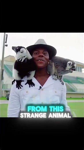 Lemur jumps on speed