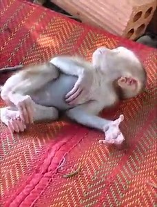 5.5K views · 112 reactions | Newborn baby monkey abandoned by mother and cries of hope in a pile of leaves | Animal Home | Facebook