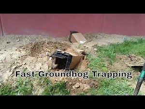 Groundhog Trapping | The Basics | Double-Door Traps