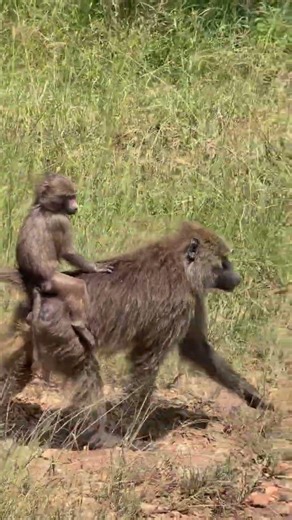 Baby baboon gets a free ride...