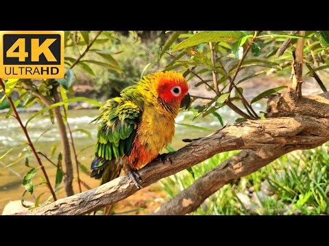Sun conure sounds : The parrot is on a branch, relaxing bird sounds.